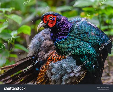 317 Japanese green pheasant Images, Stock Photos & Vectors | Shutterstock