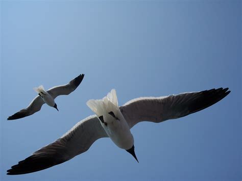 Free Images : beach, nature, bird, wing, sky, air, seabird, flying, fly, wildlife, wild, flight ...
