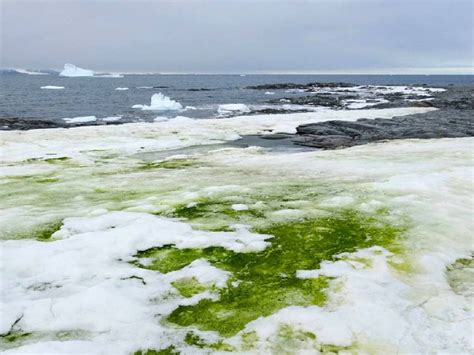 Antarctica, The Coldest Place On Earth, Is Turning Green - MobyGeek.com