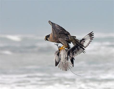 peregrine falcon hunting | My HD Animals