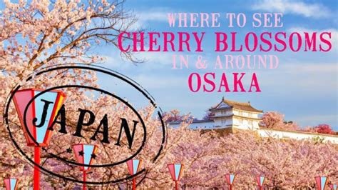 Best Osaka Cherry Blossom Viewing 2021