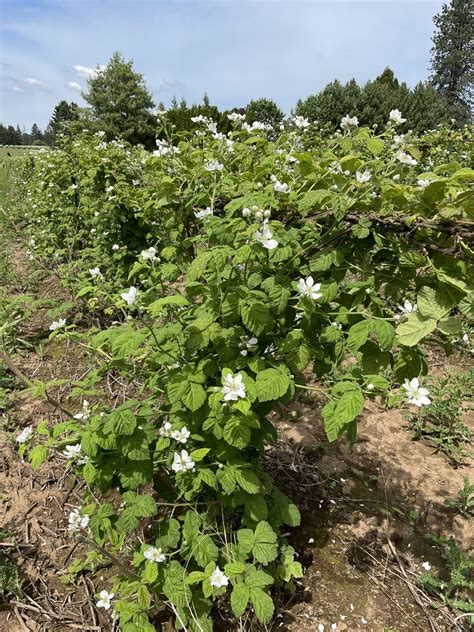 Marionberry Plants for Sale in Boring, OR - OfferUp