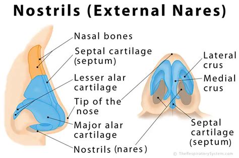 Nostrils: Definition, Functions, Anatomy, Pictures | The Respiratory System