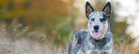 Australian Cattle - Dog Breed Health, History, Appearance, Temperament ...