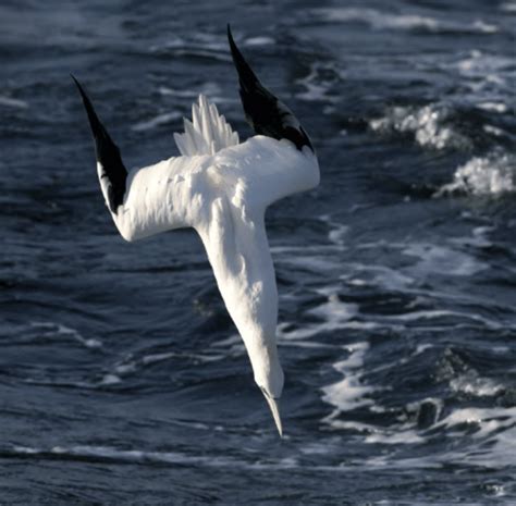 Northern Gannet diving for fish. | Download Scientific Diagram