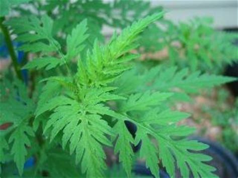 Ragweed – Identification and Control | Walter Reeves: The Georgia Gardener