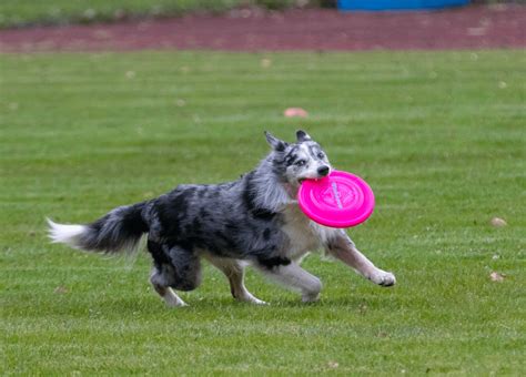 Playing Frisbee with the Dogs – CHACO Dog Training