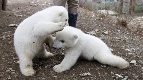 Adorable polar bear cubs play at S Russia zoo - CGTN