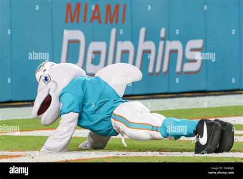 Miami dolphins mascot hi-res stock photography and images - Alamy