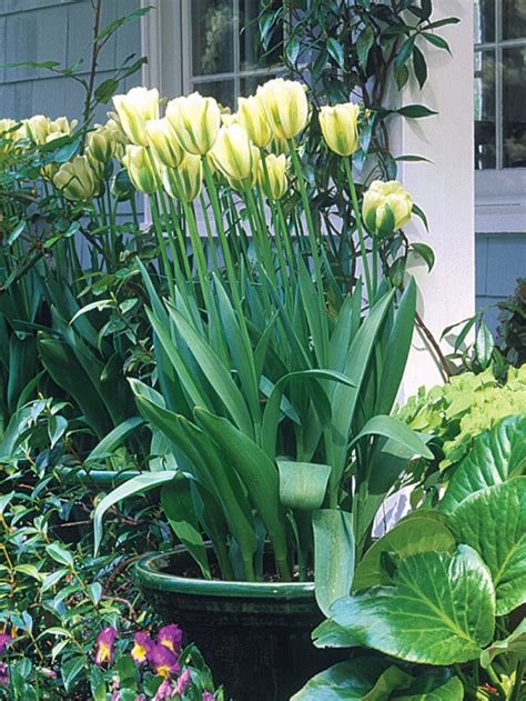 Planting Spring-Blooming Bulbs in Containers - Fine Gardening