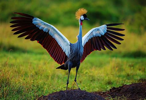 Discover the Grey Crowned Crane: A Majestic Bird Adorned with Its Elegant Gray Plumage, Golden ...