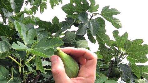 Harvesting Figs in the UK - YouTube