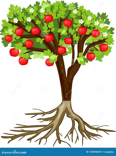 Apple Tree with Root System, Flowers, Fruits Isolated on White Background Stock Vector ...