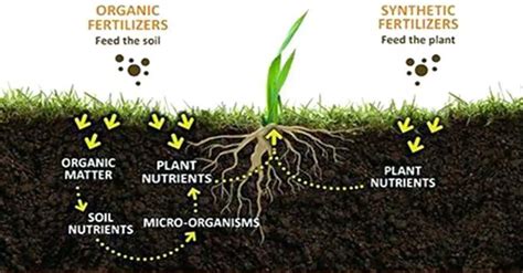 Organic Vs. Inorganic Fertilizer Whats Best and What Should You Use