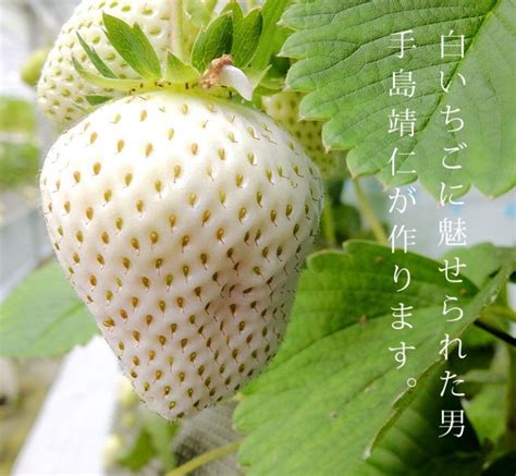 White Jewel - The Japanese White Strawberries Worth Their Weight in Gold