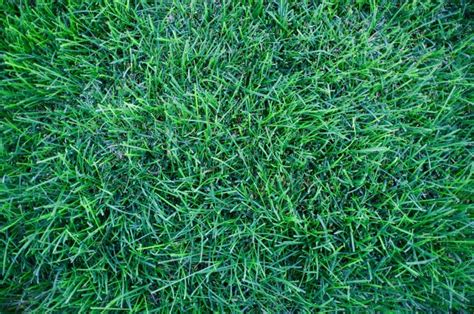 Kentucky Bluegrass for Lawns [The Ultimate Guide] | Lawn Chick