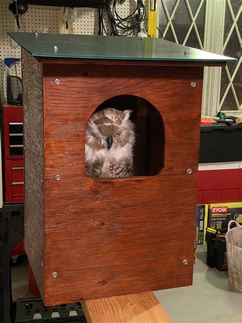 Barred owl nest box (with temporary tenant) : r/Owls