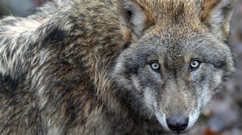 Russia children 'face wolf attacks' on walk to school - BBC News