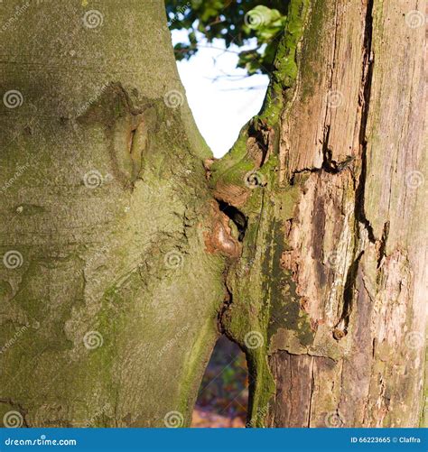 Kissing trees stock image. Image of beauty, allied, couple - 66223665