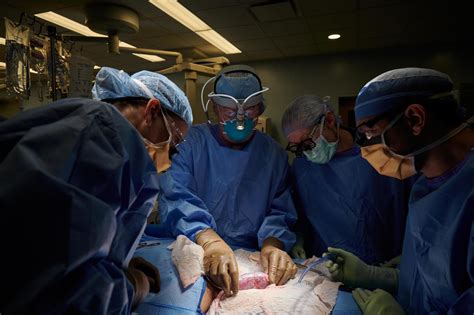 A pig kidney transplant has worked in a human patient for the first ...