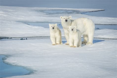 Bears, Polar bears, Cubs, Three 3, Ice, Glance, HD Wallpaper | Rare Gallery