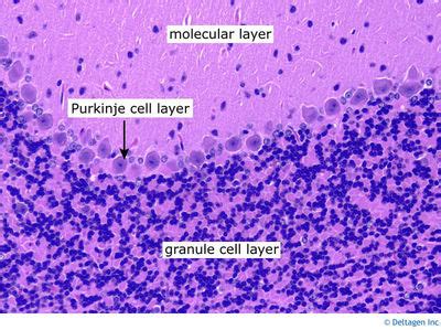 Central Nervous System Histology - Cerebellum - Cerebellum cortex (labels) - histology slide