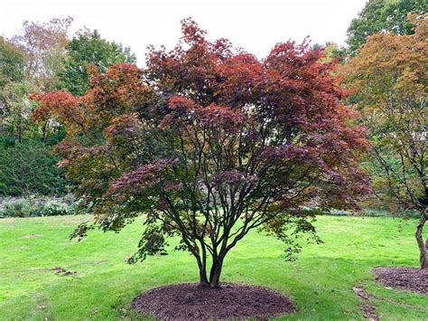 Buy Acer palmatum Emperor 1 Red Japanese Maple – Mr Maple │ Buy ...