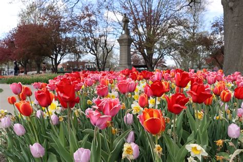 Celebrate Tulip Time in Pella, Iowa | May 2-4, 2024