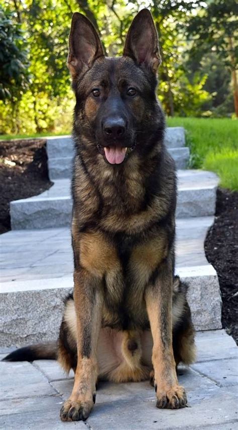 A sable male German shepherd. www.protectiondogsplus.com | German ...