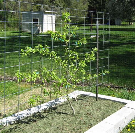 Part 6: Growing Dwarf Fruit Trees in Your Mini Fruit Garden - Abundant ...