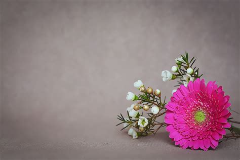 Free Images : blossom, plant, petal, bloom, green, pink, flora, close ...