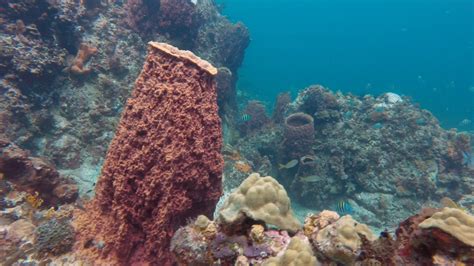 Snorkeling at Anse Noire, Martinique - YouTube