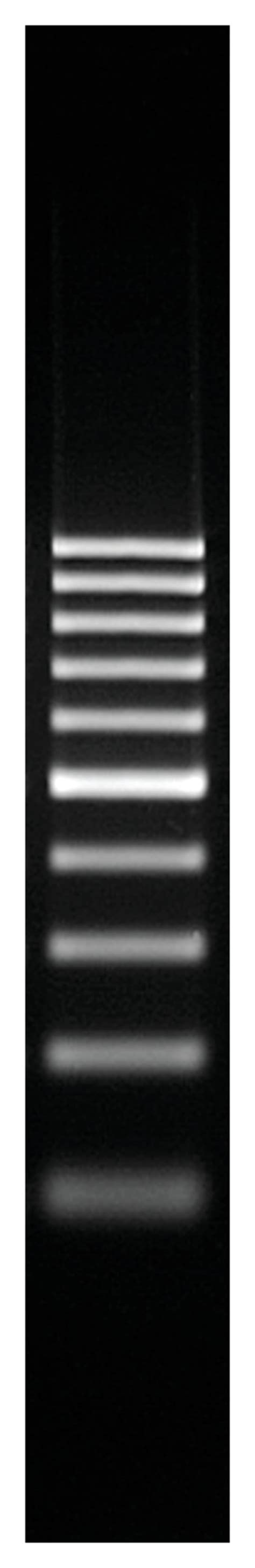 Thermo Scientific GeneRuler 100 bp DNA Ladder:Gel Electrophoresis Equipment | Fisher Scientific