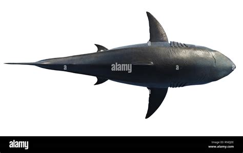 White shark marine predator big, top view. 3D rendering Stock Photo - Alamy