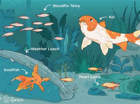 Types Of Cold Water Aquarium Fish - Aquarium Views