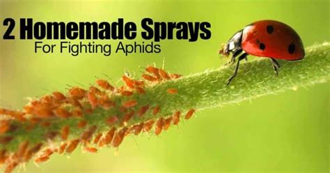 How To Get Rid Of Aphids: 12 Organic Tips And More