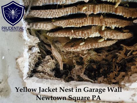 Yellow Jacket Nest in Wall of Garage - Prudential Pest Solutions