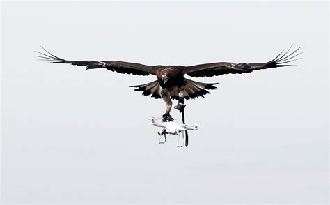 French Air Force Trains Eagles To Hunt Drones | Time