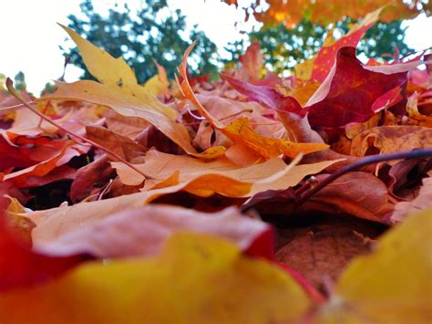 Fall Leaves Free Stock Photo - Public Domain Pictures
