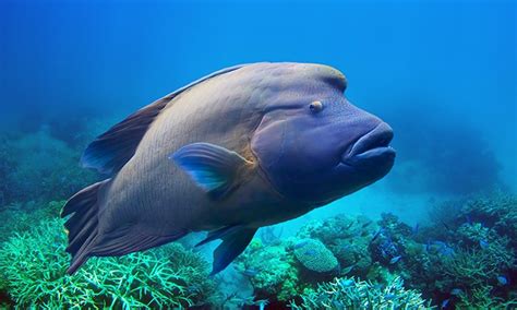 About Humphead Wrasse - Malinda Rene