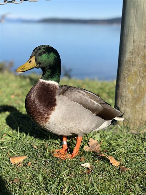 What a distinguished gentleman in 2022 | Duck photo, Mallard duck, Nature sounds