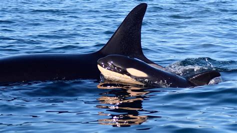 Gorgeous baby orca is spotted in pod of endangered killer whales ...