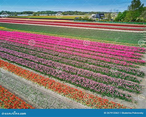 Aerial Drone View of Blooming Tulip Fields in Netherlands Stock Image ...