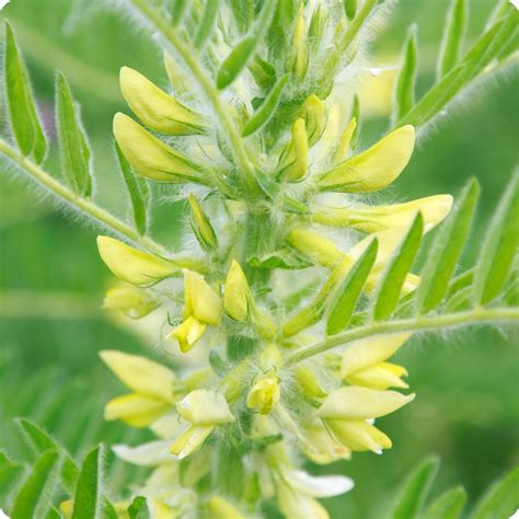 Astragalus Seeds - Heirloom Untreated NON-GMO From Canada