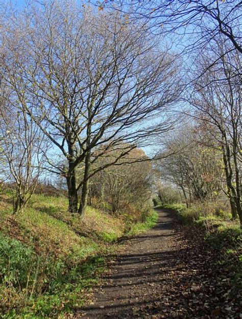 Autumn trees along the railway path © Robert Graham cc-by-sa/2.0 :: Geograph Britain and Ireland