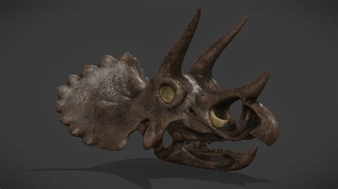 Triceratops Horridus Skull - Buy Royalty Free 3D model by Kyan0s [3b8e2af] - Sketchfab Store