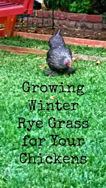 Sunny Simple Life: Growing Winter Rye Grass for Your Chickens