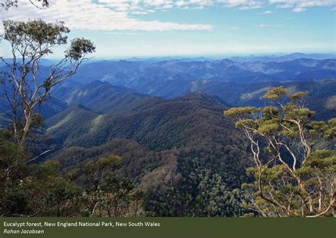 Australia's forests – overview - DAFF