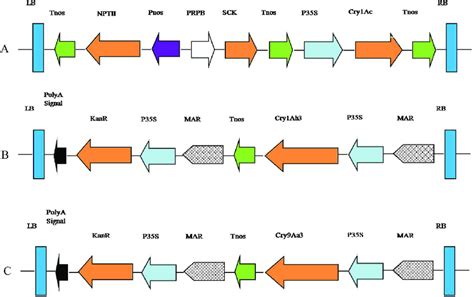 Frame diagrams of plant transformation vectors. (A) pCRPBSCK35SBt.(B ...