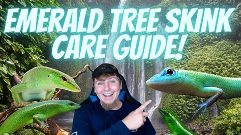 Emerald Tree Skink Care Guide! How To Care For Emerald Tree Skinks ...